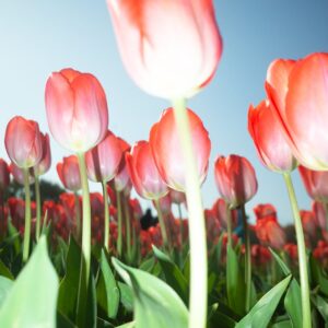 vibrant red tulips in bloom against clear sky