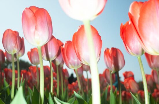 vibrant red tulips in bloom against clear sky