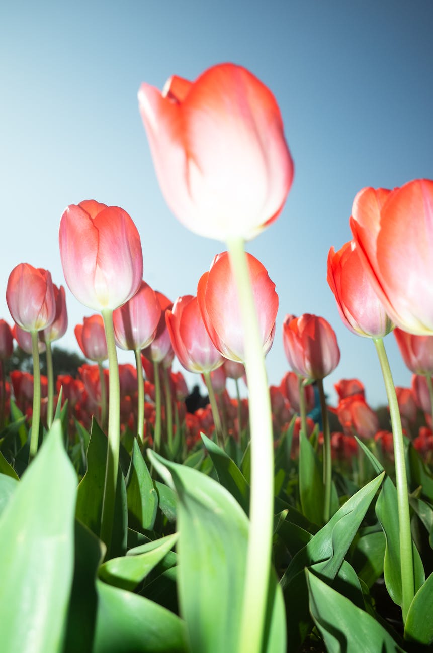 vibrant red tulips in bloom against clear sky